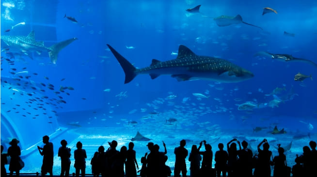 美ら海水族館